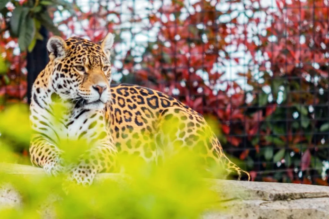 Paris Zoo (Parc Zoologique de Paris)