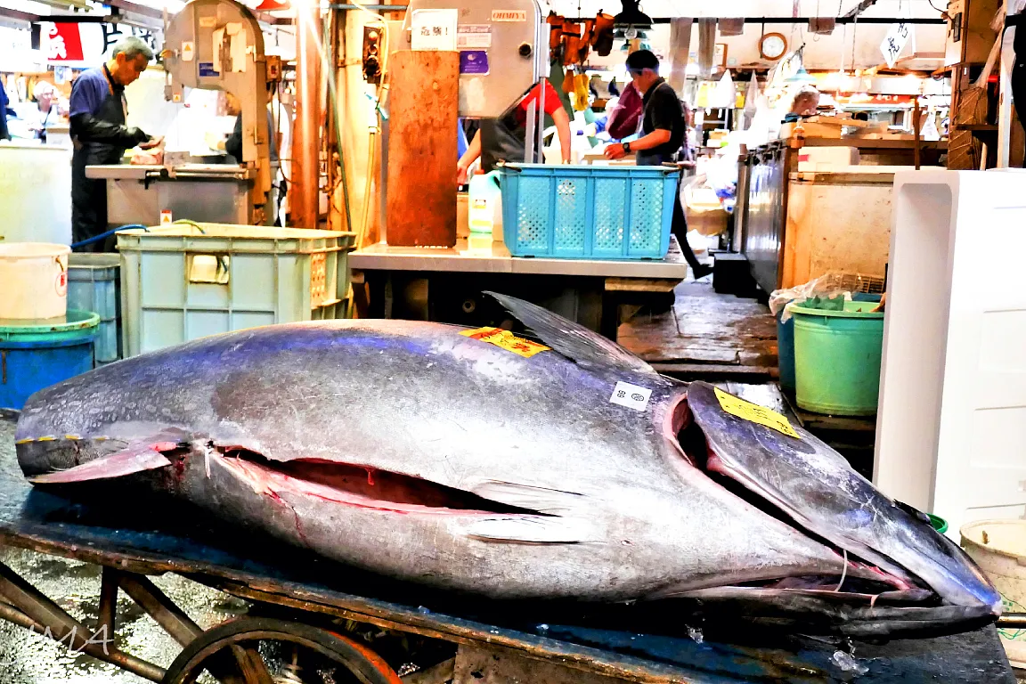 Tsukiji Outer Market Breakfast Tour