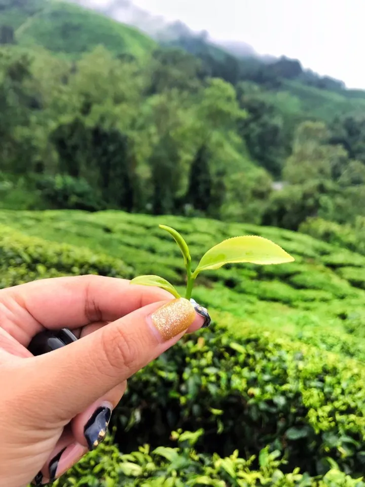 Cameron Highlands and Mossy Forest Half Day Tour