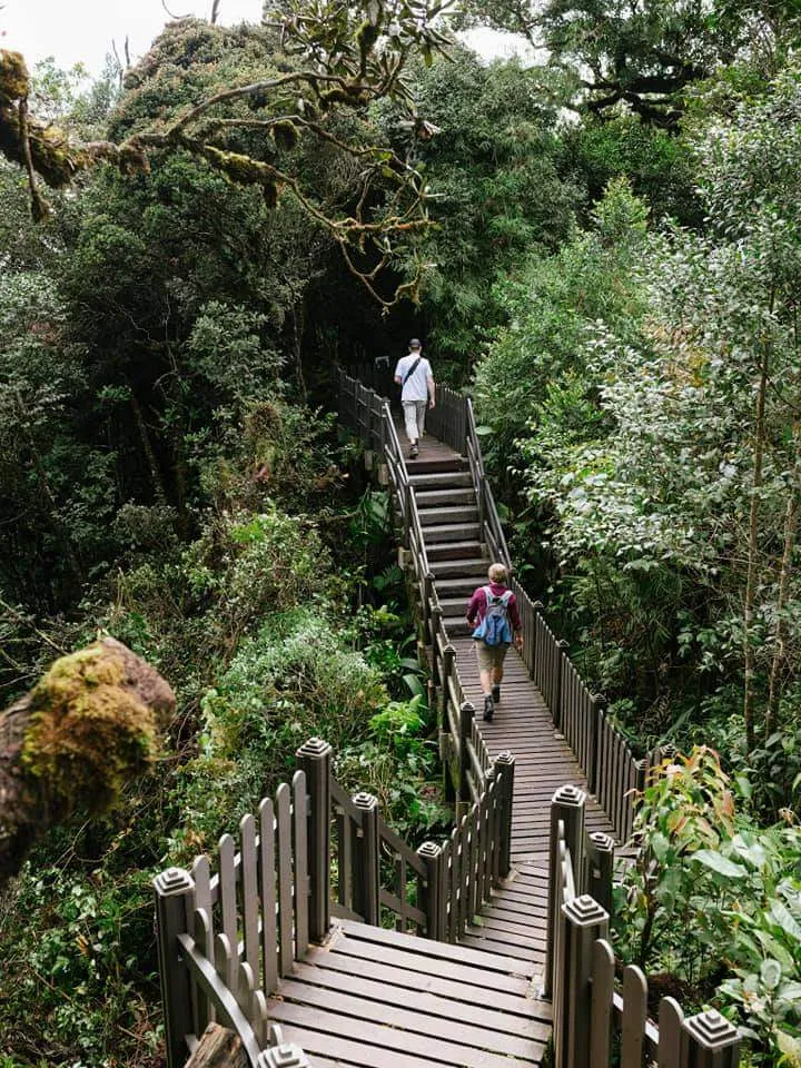 Cameron Highlands and Mossy Forest Half Day Tour 4 Cameron Highlands and Mossy Forest Half Day Tour
