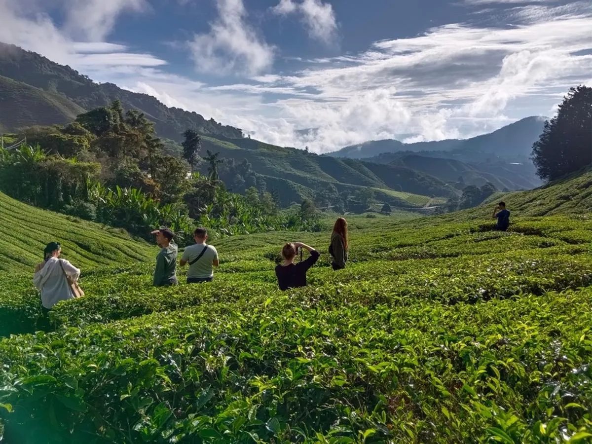 Cameron Highlands and Mossy Forest Half Day Tour 5 Cameron Highlands and Mossy Forest Half Day Tour
