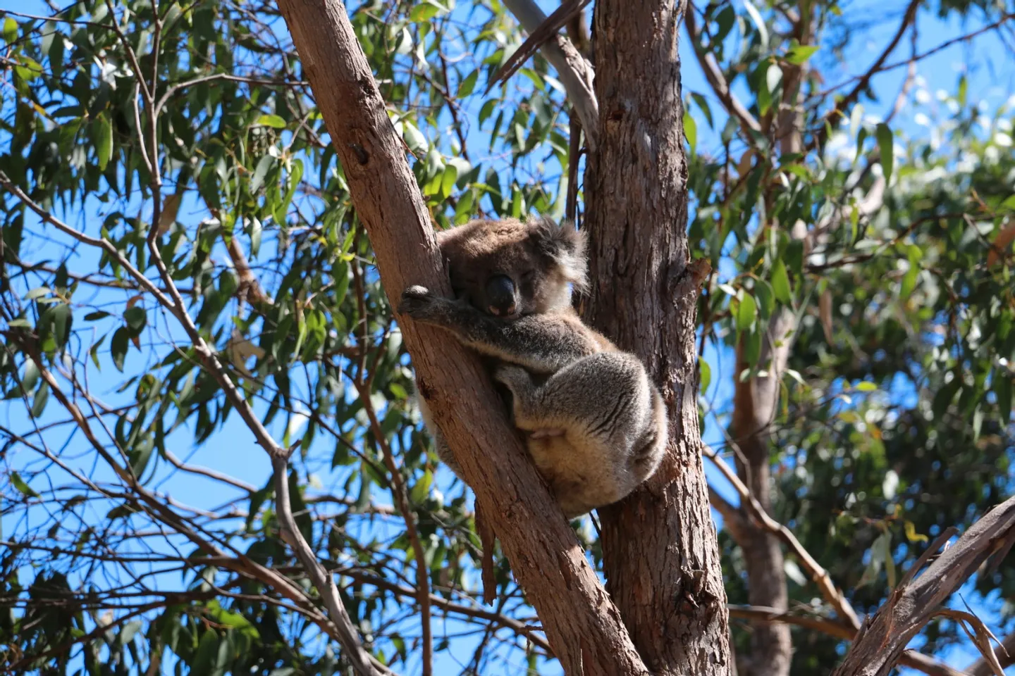 Morialta Wilderness and Wildlife Hike in Adelaide 5 Morialta Wilderness and Wildlife Hike in Adelaide