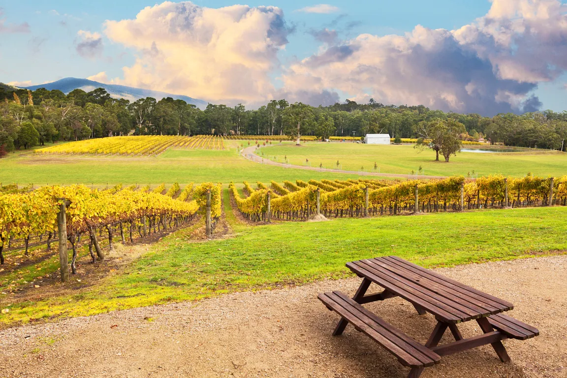 Yarra Valley Full-Day Grazing Tour from Melbourne