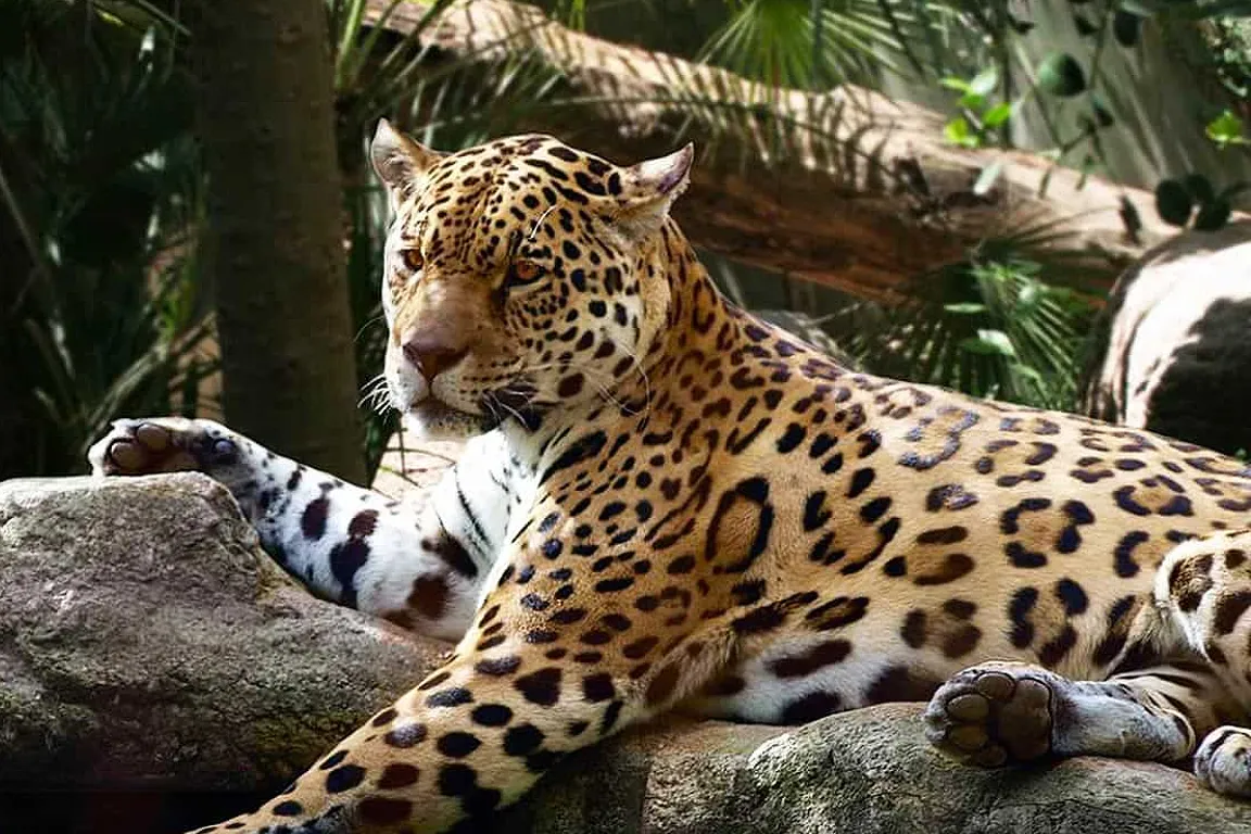 Barcelona Zoo Ticket