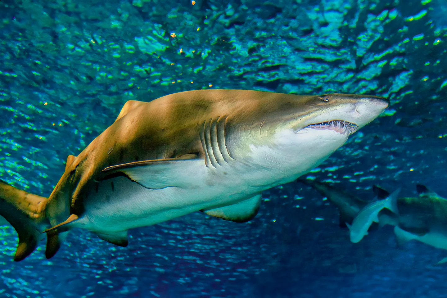 Barcelona Aquarium Ticket