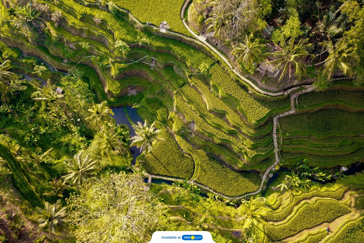 Central Bali All-You-Can-See Tour: Waterfall, Elephant Cave, Tirta Empul, Tegalalang Rice Terrace & Sacred Monkey Forest