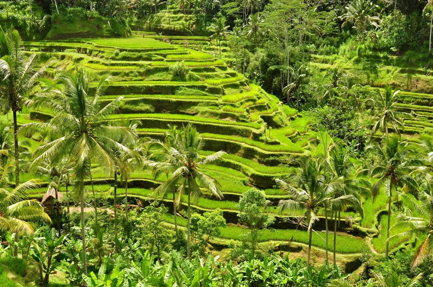 Central Bali All-You-Can-See Tour: Waterfall, Elephant Cave, Tirta Empul, Tegalalang Rice Terrace & Sacred Monkey Forest 5 Central Bali All-You-Can-See Tour: Waterfall, Elephant Cave, Tirta Empul, Tegalalang Rice Terrace & Sacred Monkey Forest
