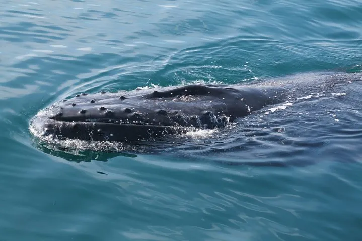 Whale Watching Busselton 3 Whale Watching Busselton