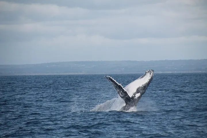 Whale Watching Busselton 4 Whale Watching Busselton