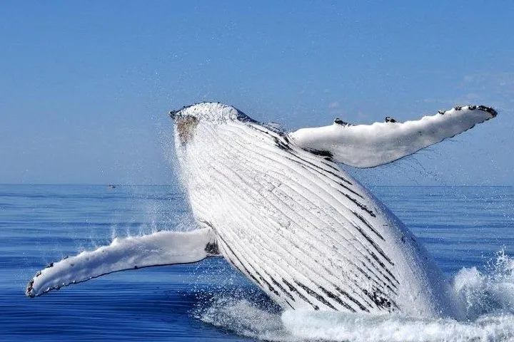 Whale Watching Busselton 5 Whale Watching Busselton
