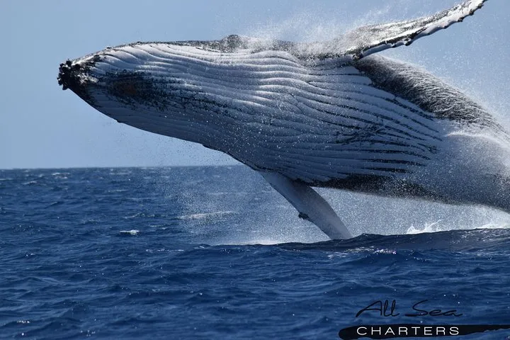 Whale Watching Busselton 6 Whale Watching Busselton