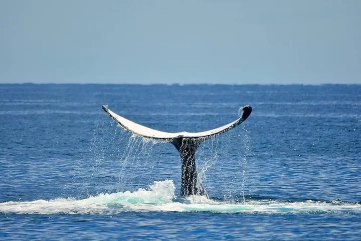 Whale Watching Busselton 7 Whale Watching Busselton