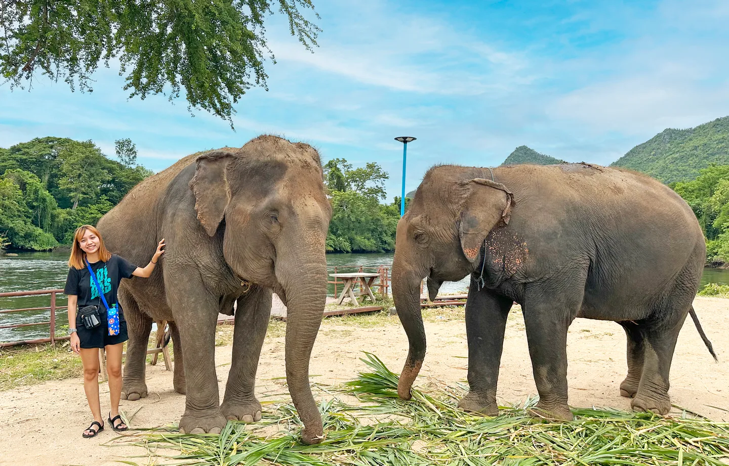 Kanchanaburi Elephant World Private Transfer From Bangkok
