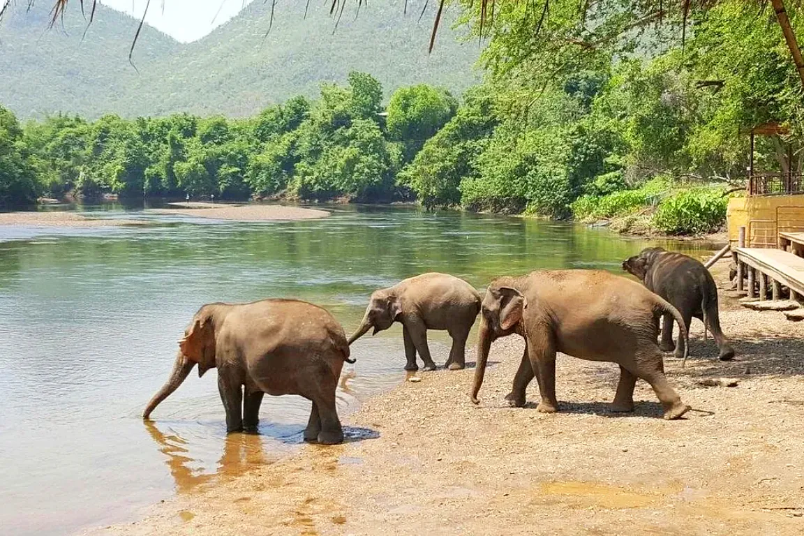 Elephant Day Care at Elephants World Kanchanaburi