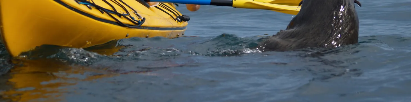 Wildlife Kayaking Adventure in Kaikoura