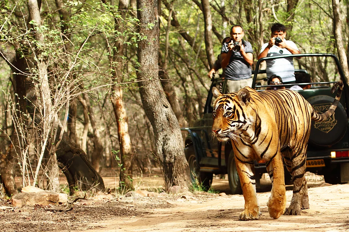 Jeep Safari Experience at Ranthambore National Park from Jaipur