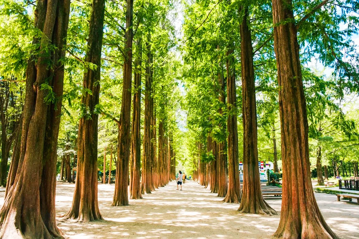 Nami Island+Alpaca+RailBike+Petite+LEGOLAND+Morning Calm PrivateTour
