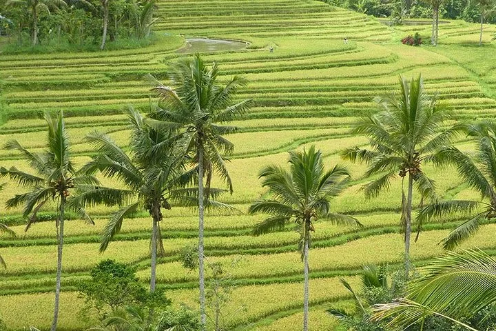 Jatiluwih and Tanah Lot Tour