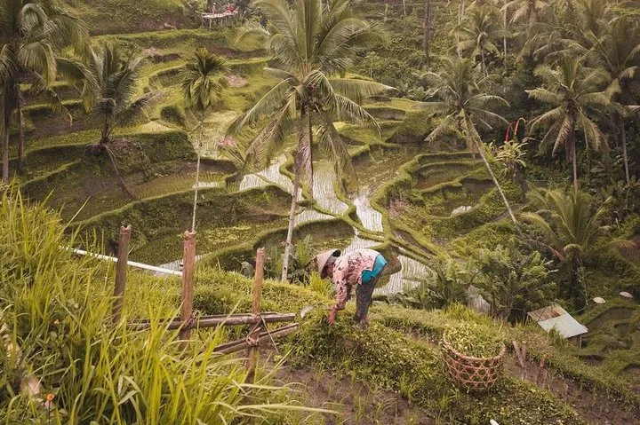 All of Ubud: Monkey Forest, Volcano, Temples and Rice Terrace 6 All of Ubud: Monkey Forest, Volcano, Temples and Rice Terrace