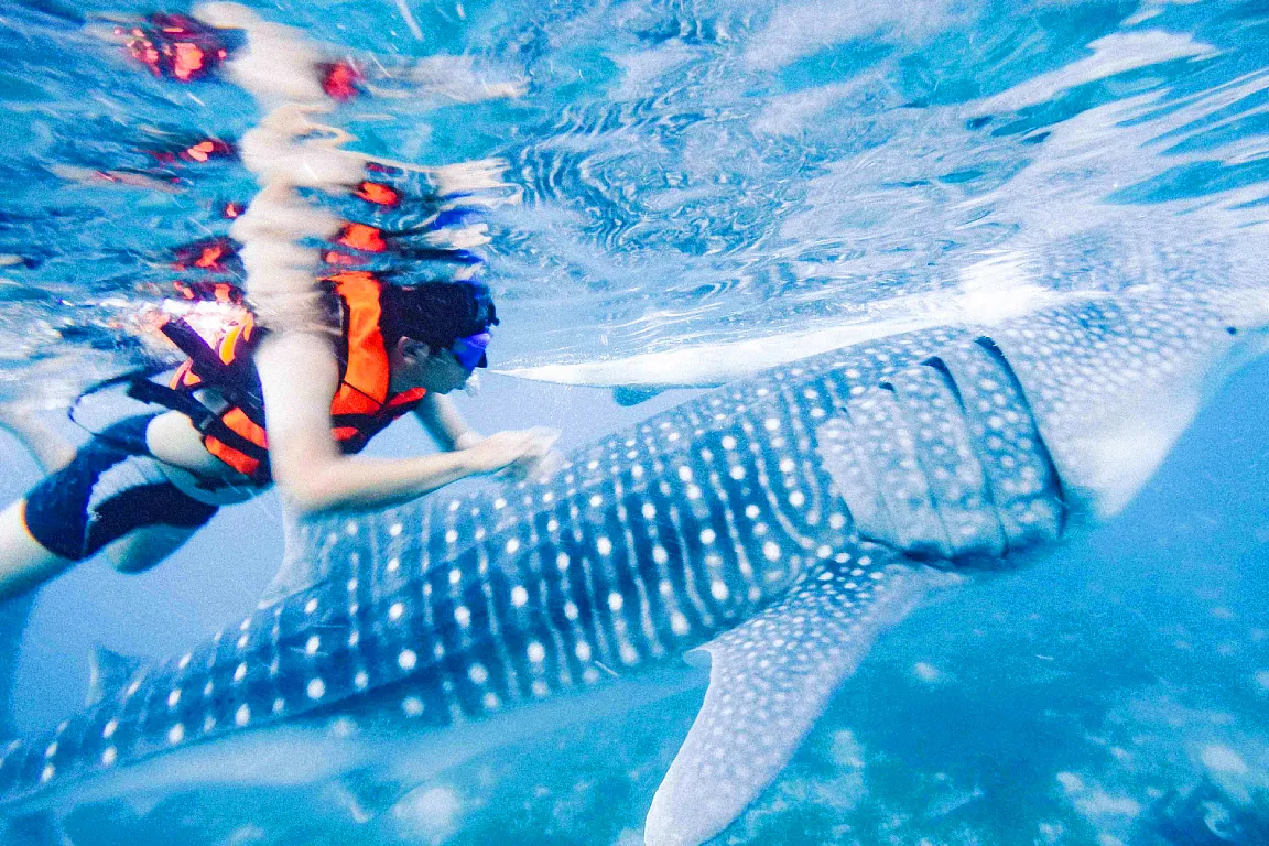 Oslob Whale Shark Watching Join In Day Tour from Cebu