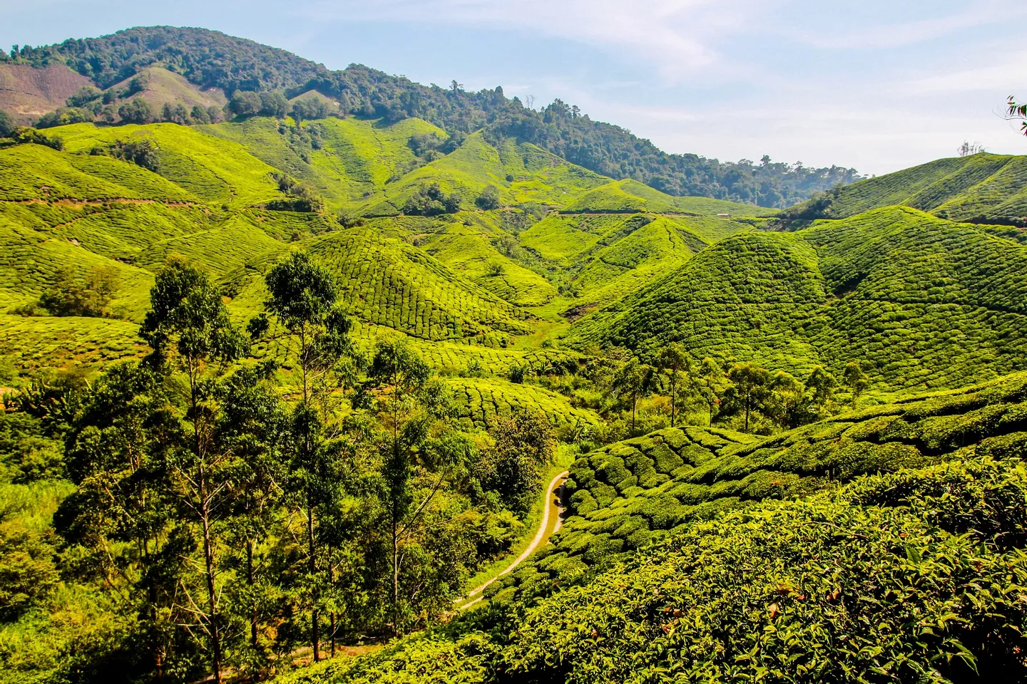 Cameron Highlands Tour from Kuala Lumpur
